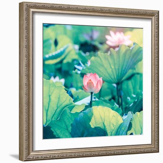 Lotus Flower Blooming in Summer Pond with Green Leaves as Background-kenny001-Framed Photographic Print