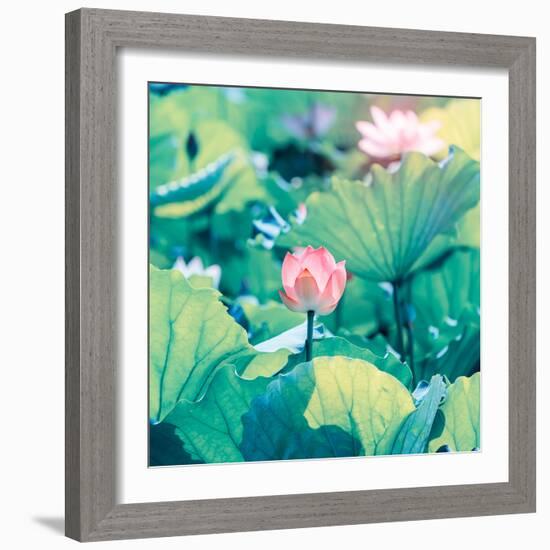 Lotus Flower Blooming in Summer Pond with Green Leaves as Background-kenny001-Framed Photographic Print