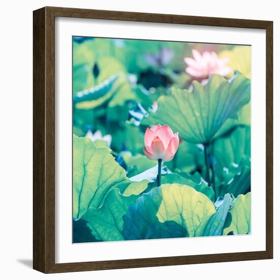 Lotus Flower Blooming in Summer Pond with Green Leaves as Background-kenny001-Framed Photographic Print