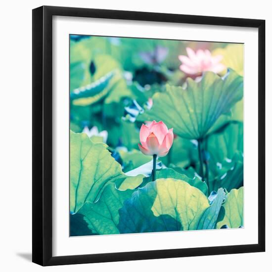 Lotus Flower Blooming in Summer Pond with Green Leaves as Background-kenny001-Framed Photographic Print