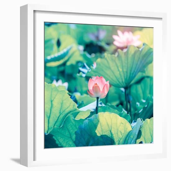 Lotus Flower Blooming in Summer Pond with Green Leaves as Background-kenny001-Framed Photographic Print