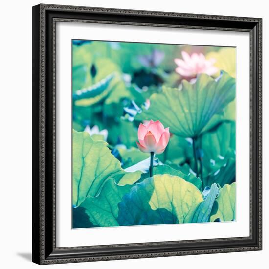 Lotus Flower Blooming in Summer Pond with Green Leaves as Background-kenny001-Framed Photographic Print