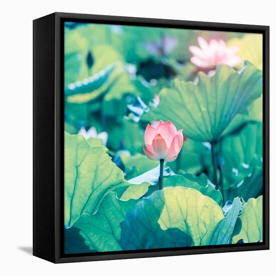 Lotus Flower Blooming in Summer Pond with Green Leaves as Background-kenny001-Framed Stretched Canvas