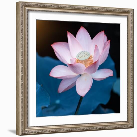 Lotus Flower Blooming on Pond-Wu Kailiang-Framed Photographic Print