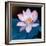 Lotus Flower Blooming on Pond-Wu Kailiang-Framed Photographic Print