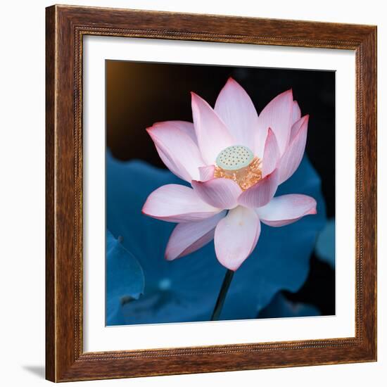 Lotus Flower Blooming on Pond-Wu Kailiang-Framed Photographic Print