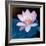 Lotus Flower Blooming on Pond-Wu Kailiang-Framed Photographic Print