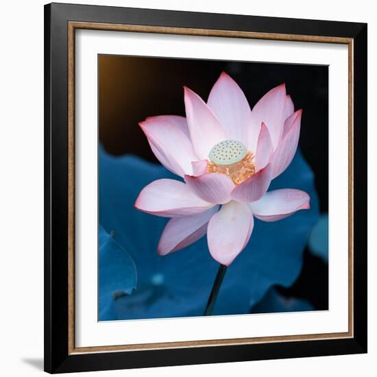 Lotus Flower Blooming on Pond-Wu Kailiang-Framed Photographic Print