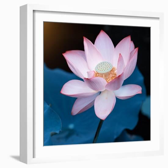 Lotus Flower Blooming on Pond-Wu Kailiang-Framed Photographic Print