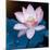 Lotus Flower Blooming on Pond-Wu Kailiang-Mounted Photographic Print