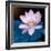 Lotus Flower Blooming on Pond-Wu Kailiang-Framed Photographic Print