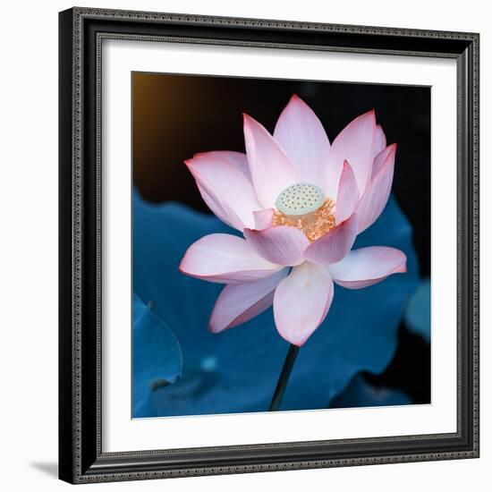 Lotus Flower Blooming on Pond-Wu Kailiang-Framed Photographic Print