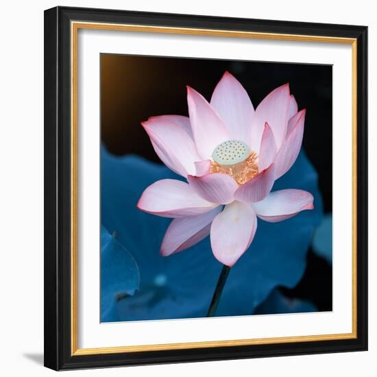 Lotus Flower Blooming on Pond-Wu Kailiang-Framed Photographic Print