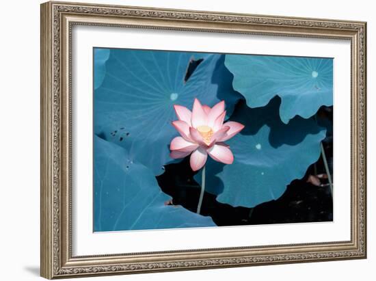 Lotus Flower Blooming on Pond-Wu Kailiang-Framed Photographic Print