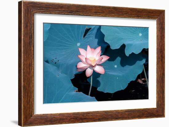 Lotus Flower Blooming on Pond-Wu Kailiang-Framed Photographic Print