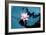 Lotus Flower Blooming on Pond-Wu Kailiang-Framed Photographic Print