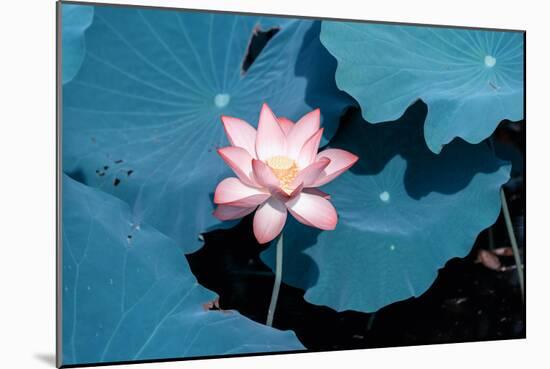 Lotus Flower Blooming on Pond-Wu Kailiang-Mounted Photographic Print