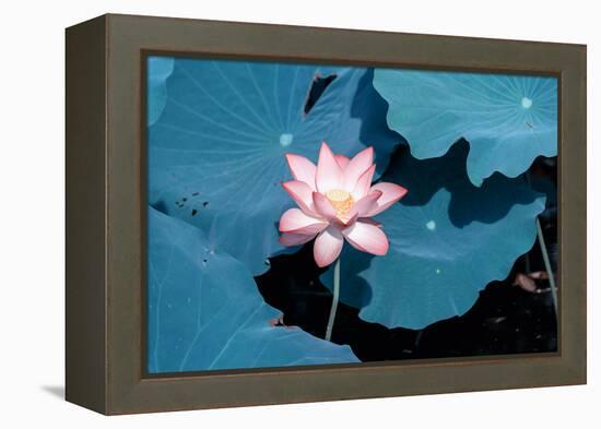 Lotus Flower Blooming on Pond-Wu Kailiang-Framed Premier Image Canvas