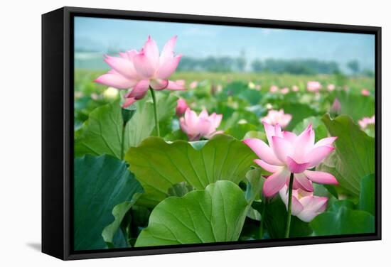 Lotus Flower Blossom-videowokart-Framed Stretched Canvas