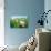 Lotus Flower Blossom-videowokart-Premium Giclee Print displayed on a wall
