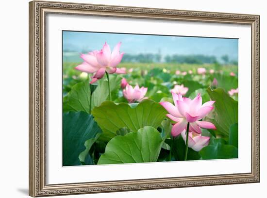 Lotus Flower Blossom-videowokart-Framed Premium Giclee Print