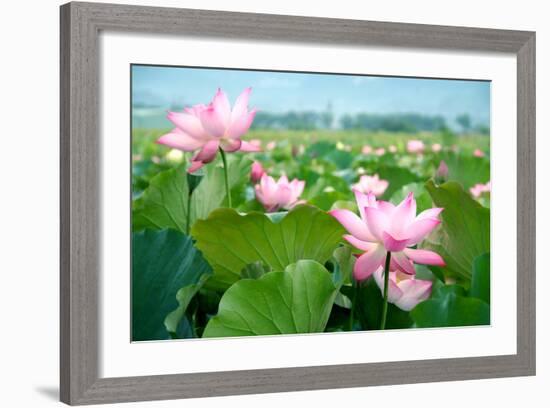 Lotus Flower Blossom-videowokart-Framed Premium Giclee Print