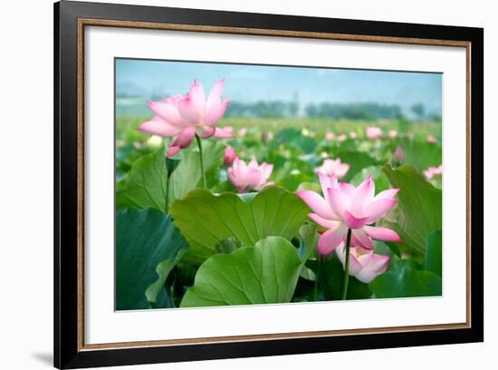 Lotus Flower Blossom-videowokart-Framed Premium Giclee Print