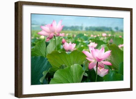 Lotus Flower Blossom-videowokart-Framed Premium Giclee Print