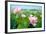 Lotus Flower Blossom-videowokart-Framed Premium Giclee Print