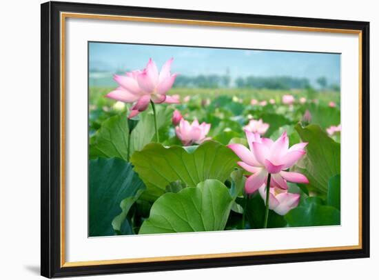 Lotus Flower Blossom-videowokart-Framed Premium Giclee Print