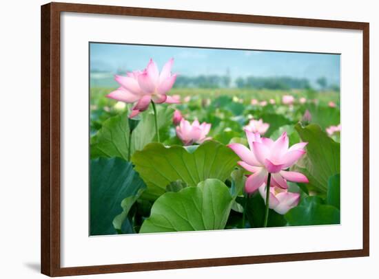 Lotus Flower Blossom-videowokart-Framed Art Print