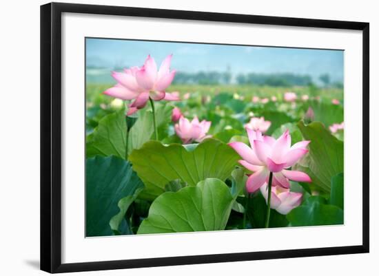 Lotus Flower Blossom-videowokart-Framed Art Print
