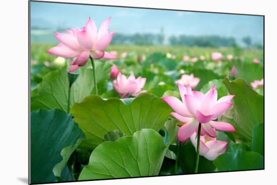 Lotus Flower Blossom-videowokart-Mounted Art Print