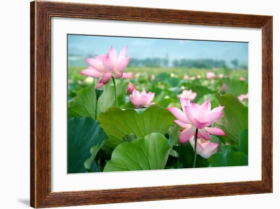 Lotus Flower Blossom-videowokart-Framed Art Print