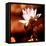 Lotus Flower Blossom-Liang Zhang-Framed Premier Image Canvas