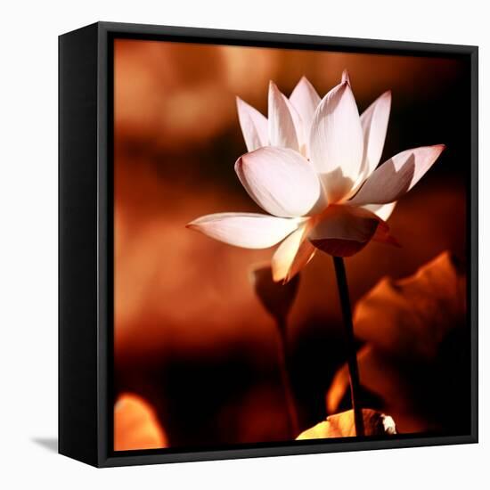 Lotus Flower Blossom-Liang Zhang-Framed Premier Image Canvas