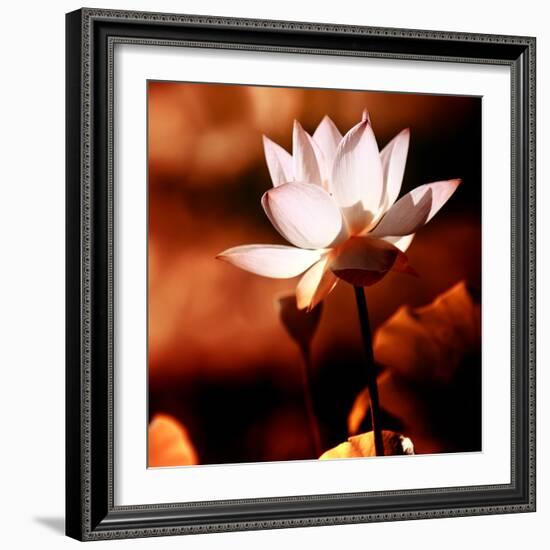 Lotus Flower Blossom-Liang Zhang-Framed Premium Photographic Print