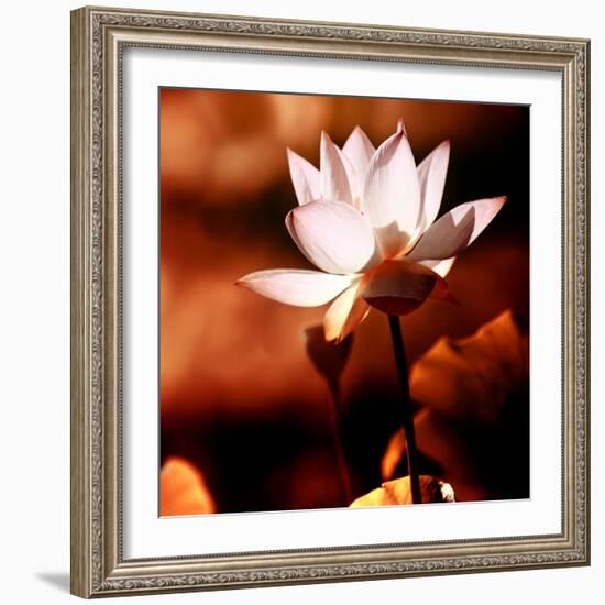 Lotus Flower Blossom-Liang Zhang-Framed Photographic Print