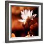 Lotus Flower Blossom-Liang Zhang-Framed Photographic Print