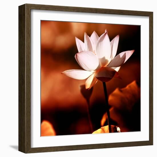 Lotus Flower Blossom-Liang Zhang-Framed Photographic Print