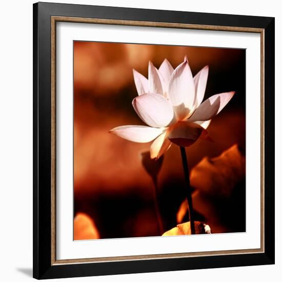 Lotus Flower Blossom-Liang Zhang-Framed Photographic Print