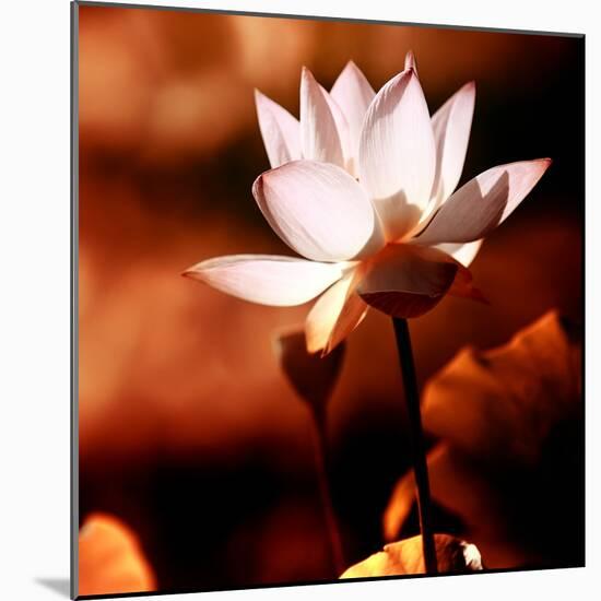 Lotus Flower Blossom-Liang Zhang-Mounted Photographic Print