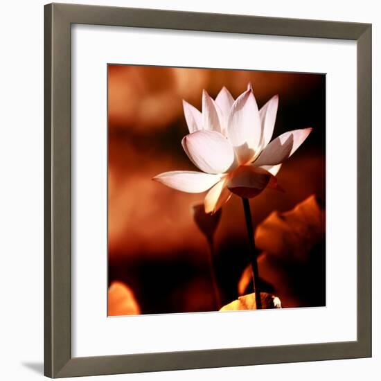 Lotus Flower Blossom-Liang Zhang-Framed Photographic Print