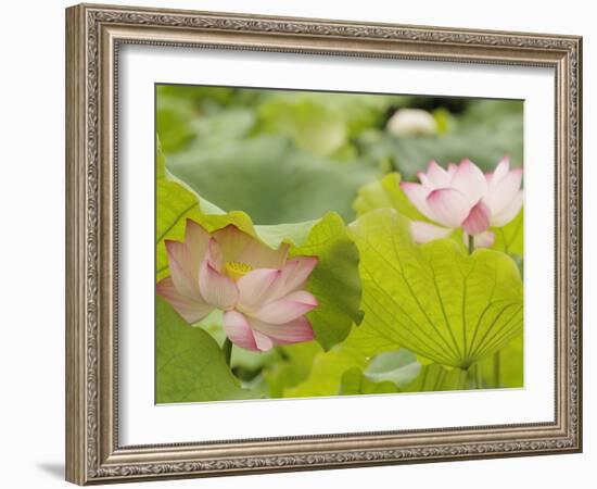 Lotus flower, China-Adam Jones-Framed Photographic Print