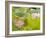 Lotus flower, China-Adam Jones-Framed Photographic Print