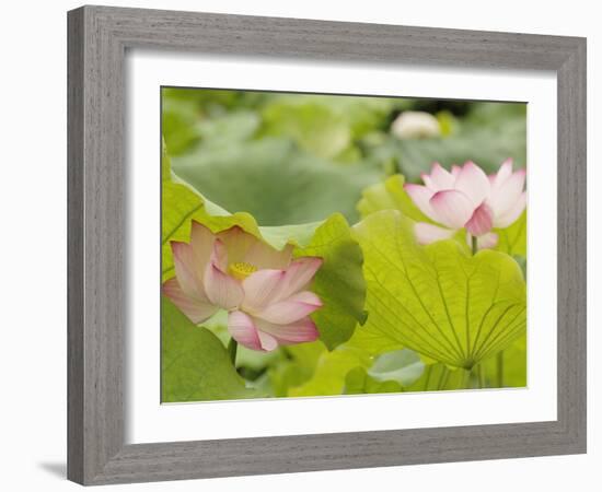 Lotus flower, China-Adam Jones-Framed Photographic Print