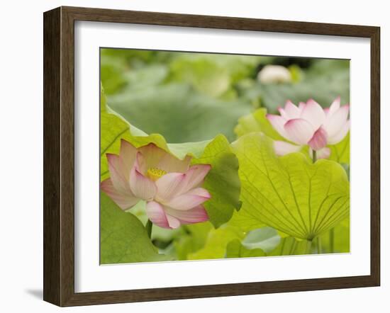 Lotus flower, China-Adam Jones-Framed Photographic Print