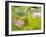 Lotus flower, China-Adam Jones-Framed Photographic Print