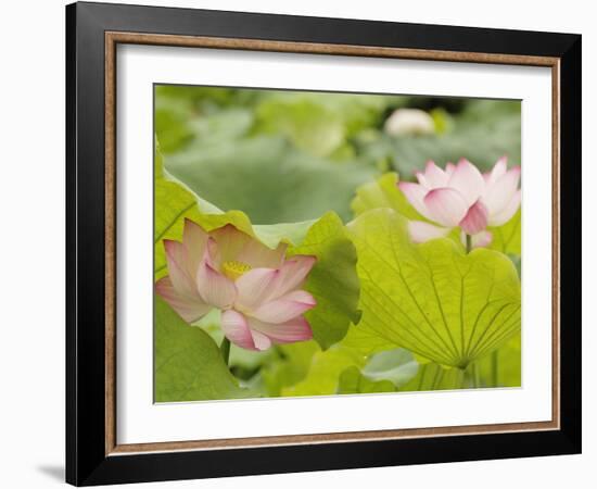 Lotus flower, China-Adam Jones-Framed Photographic Print