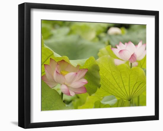 Lotus flower, China-Adam Jones-Framed Photographic Print